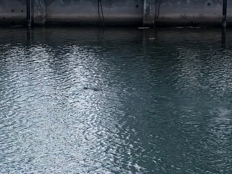 Croc in PA Canal